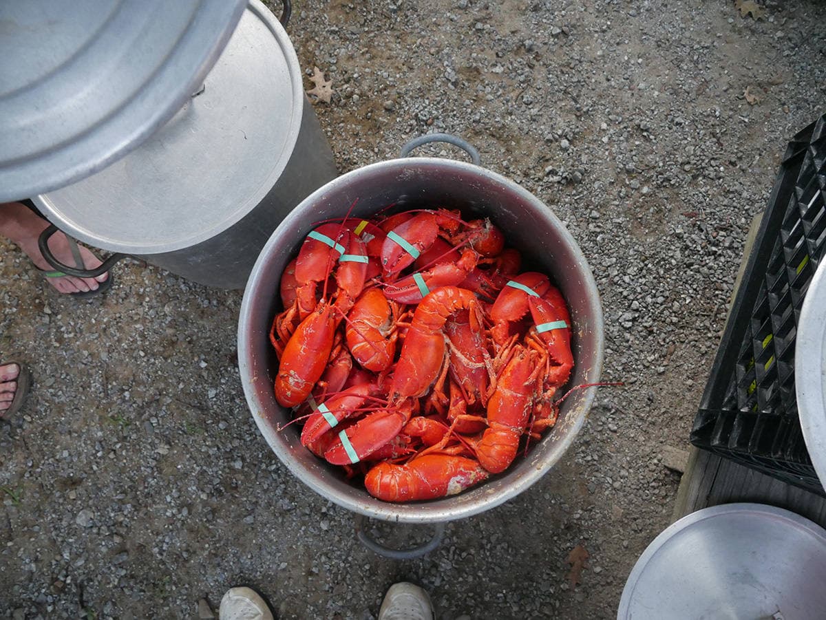 A pot filled with red lobsters on a gravel surface.