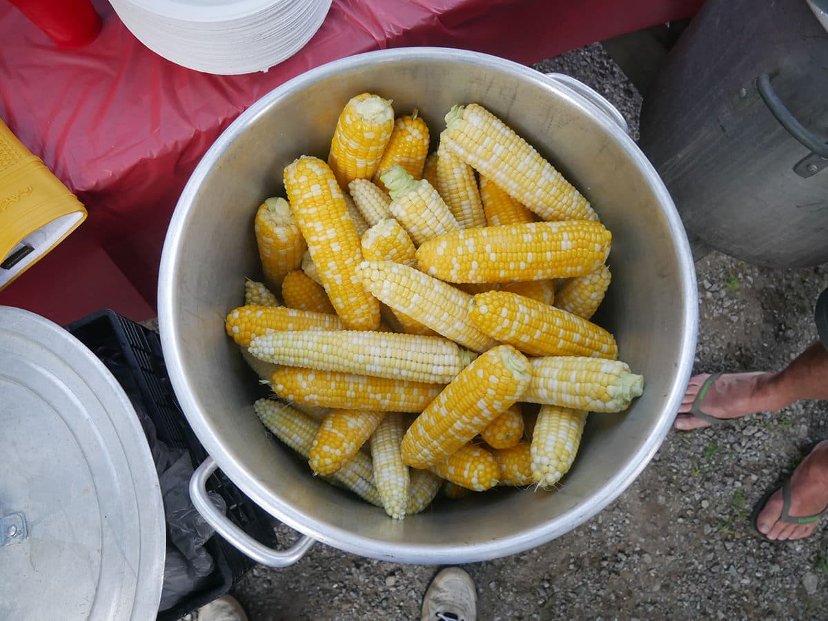 A metal pot filled with freshly harvested corn cobs.
